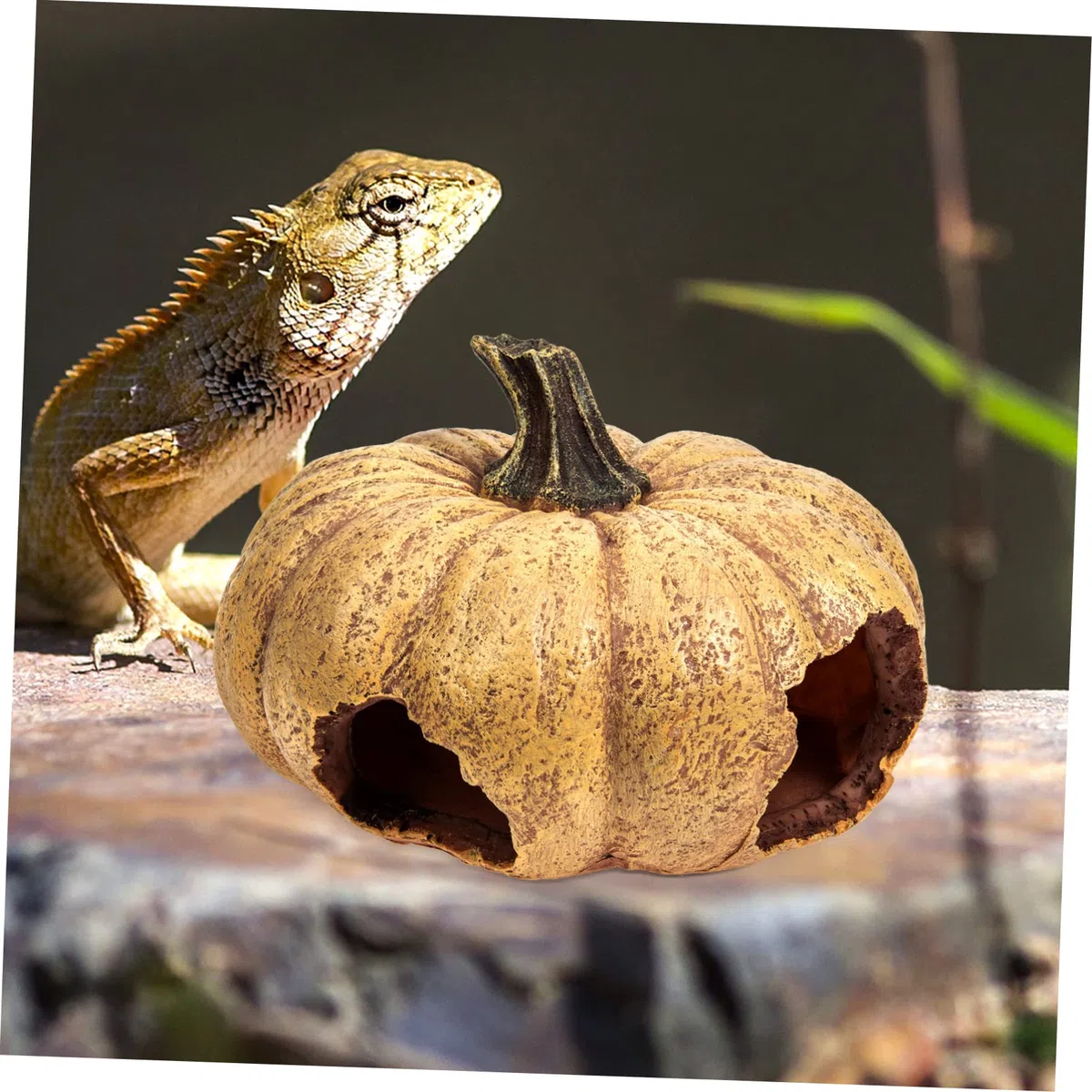 Angoily Terrario Decorativo De Calabaza para Reptiles Escondite Natural para Terrarios y Acuarios Accesorio Lifelike para y Pequeños Animales