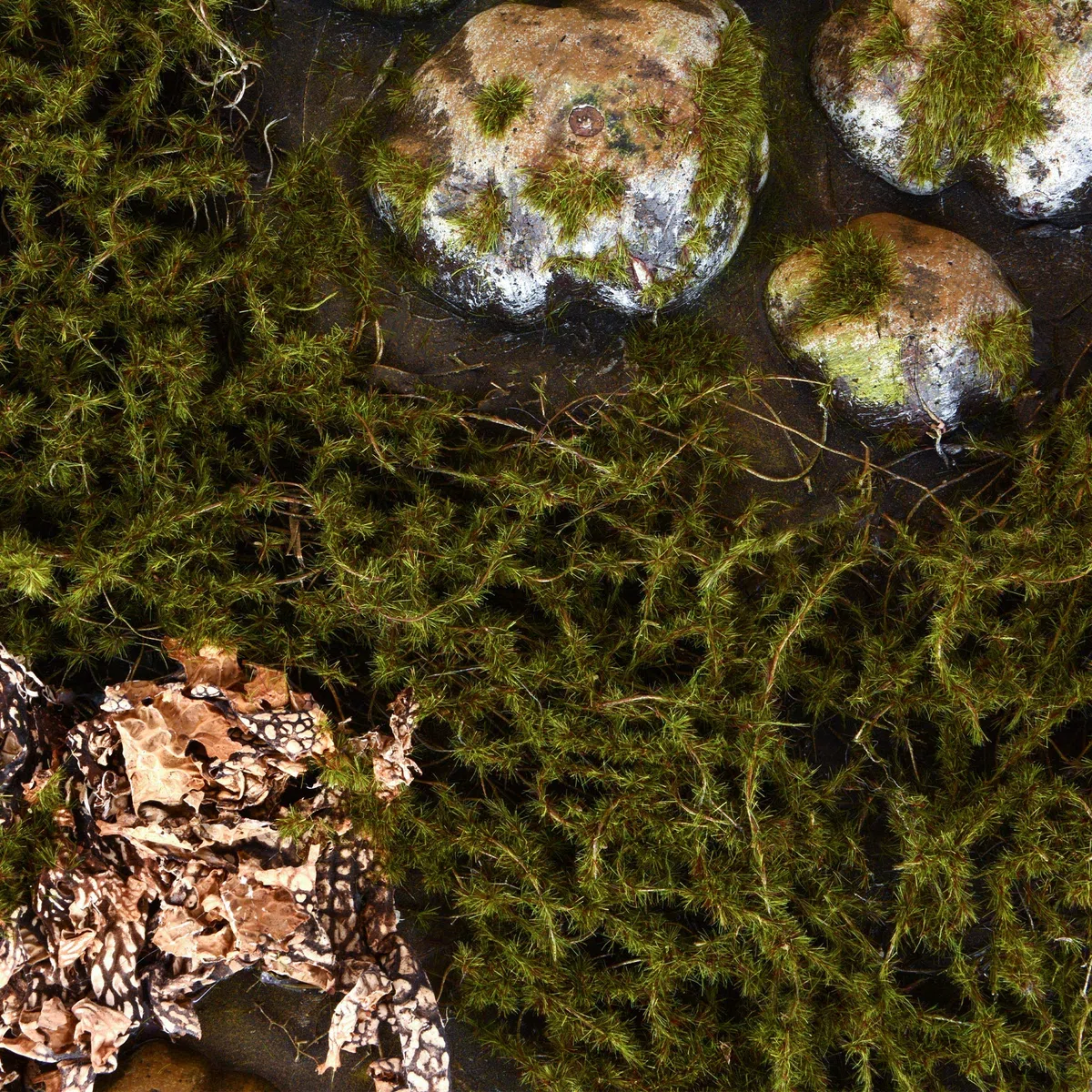 Fondo decorativo para terrario 3D, aspecto natural, 116 x 58 cm, para terrarios de 120 x 60 cm