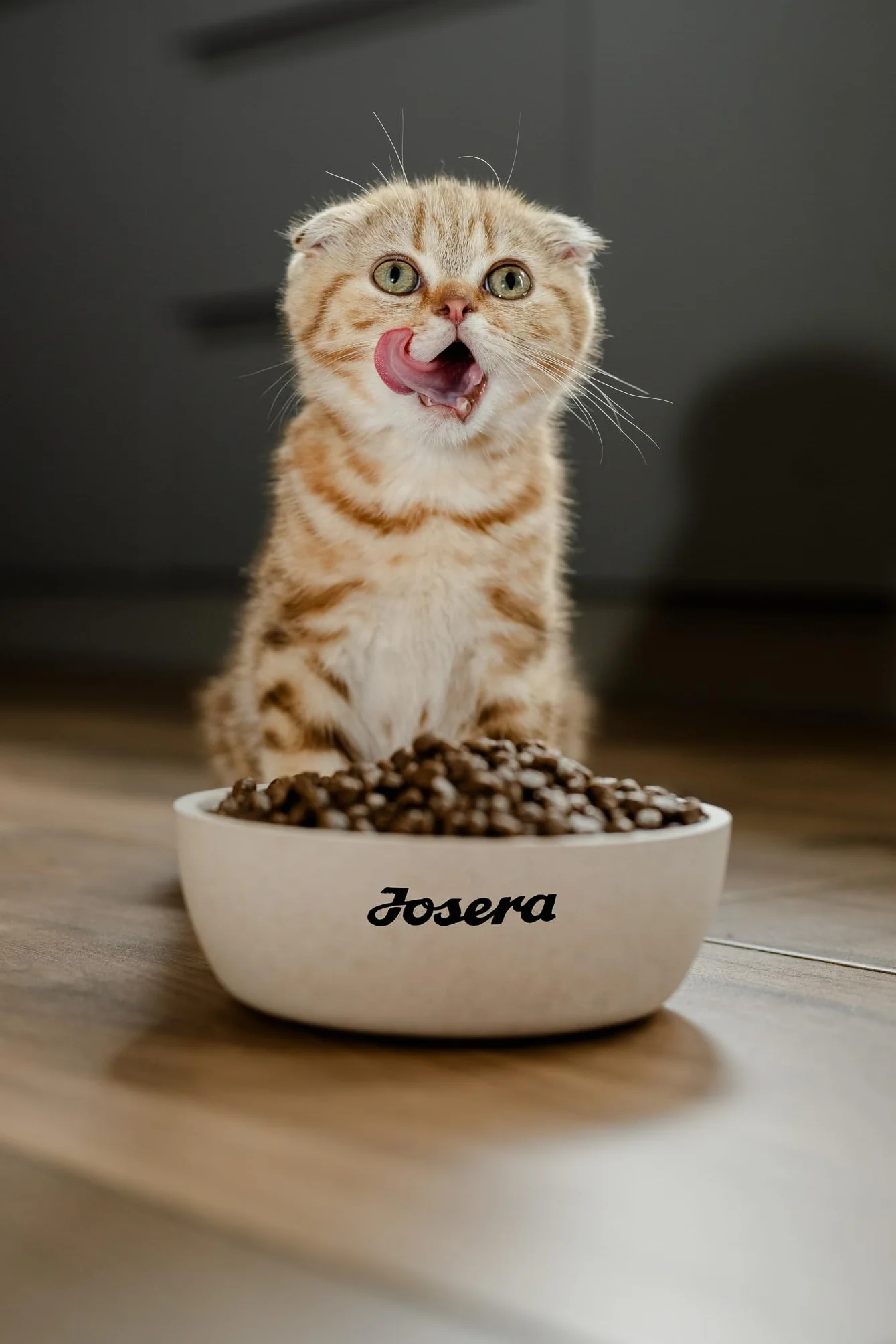 JOSERA Culinesse (1 x 10 kg) | Adultos | Pienso seco Gatos Adultos exigentes | Salmón y Aves | Fácil de digerir | Contenido moderado en Grasas | Sin Trigo | Pack 1
