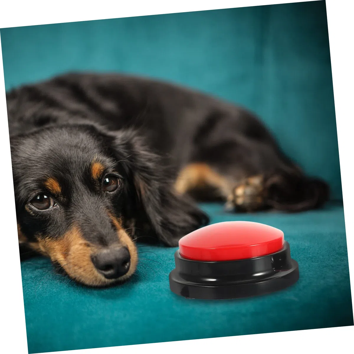 4piezas Botones Interactivos para Perros De Grabación De Sonido Herramienta De Comunicación para Mascotas para Entrenamiento y Diversión