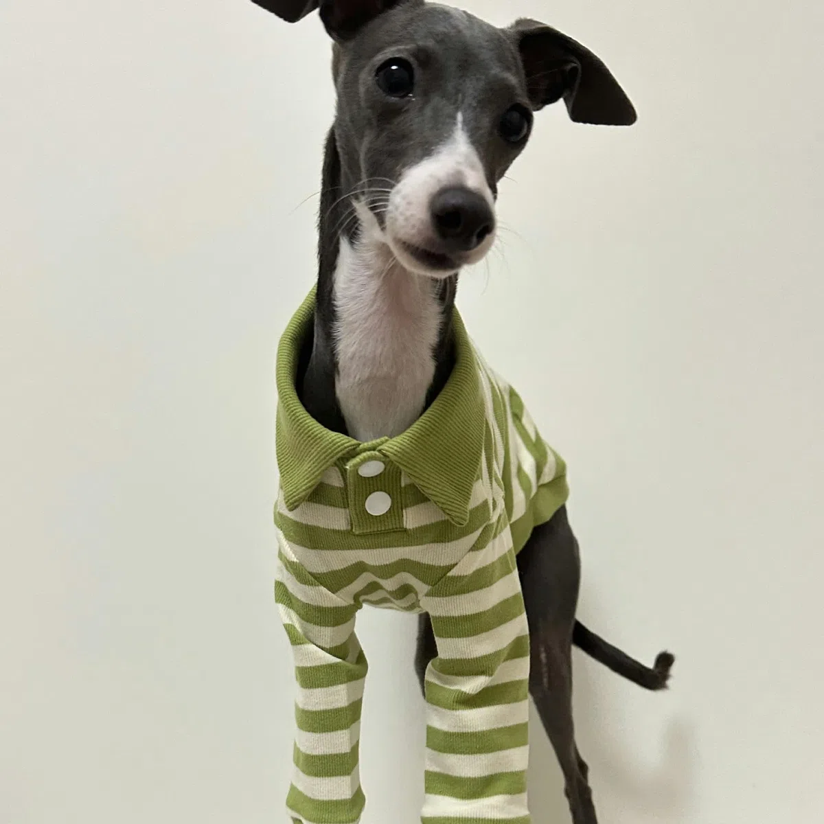 Camisas para Perros Polo para Perros a Rayas Transpirables con Cuello Polo y Mangas Ropa para Perros medianos Grandes Niño Niña Otoño Invierno Jersey para Perros Ropa para Galgos Italianos