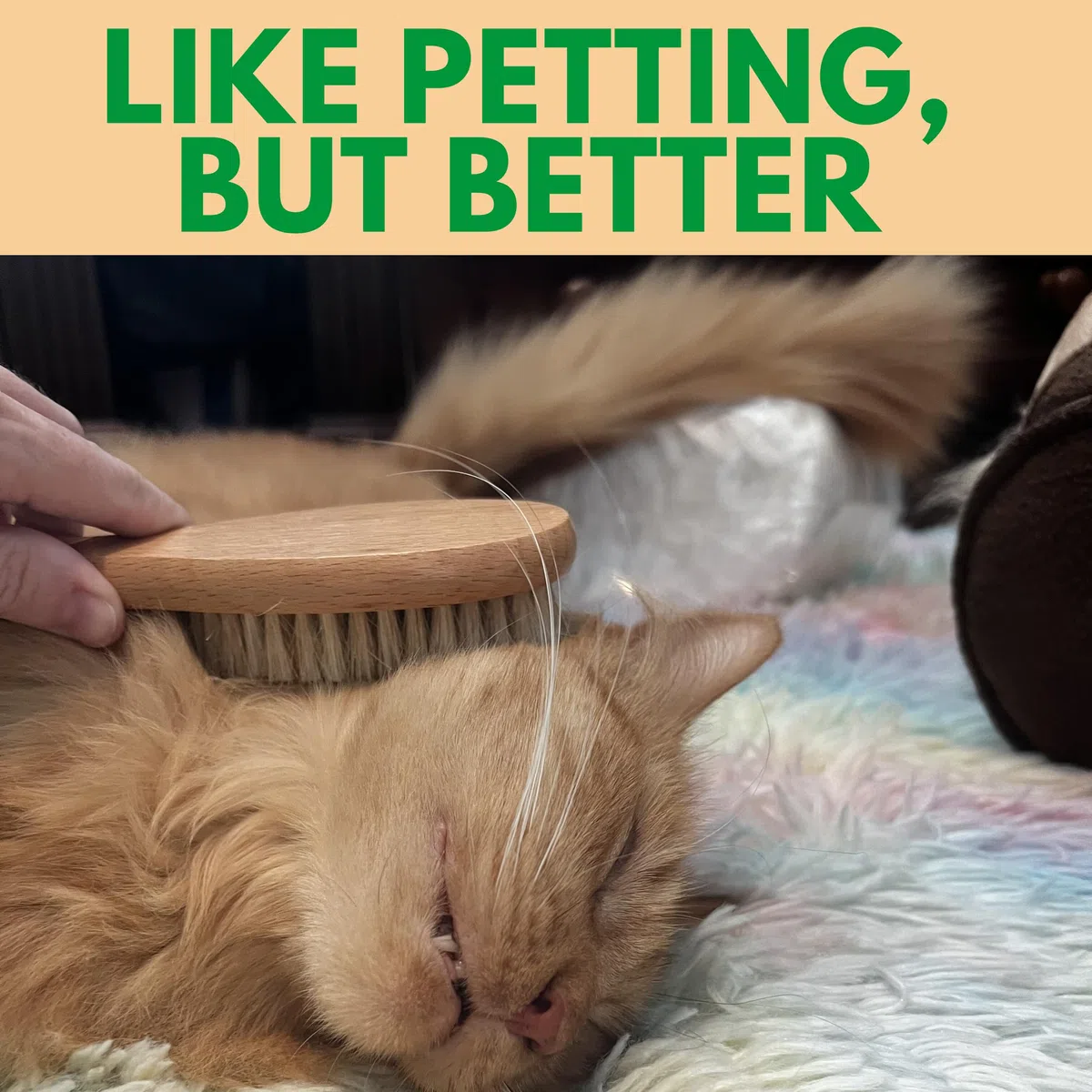 GranNaturals Cepillo suave de cerdas de jabalí para gatos para interiores, exteriores, gatos de pelo corto, gatitos, perros pequeños, conejos, mascotas peludas, aseo suave en pelaje y cola sensibles