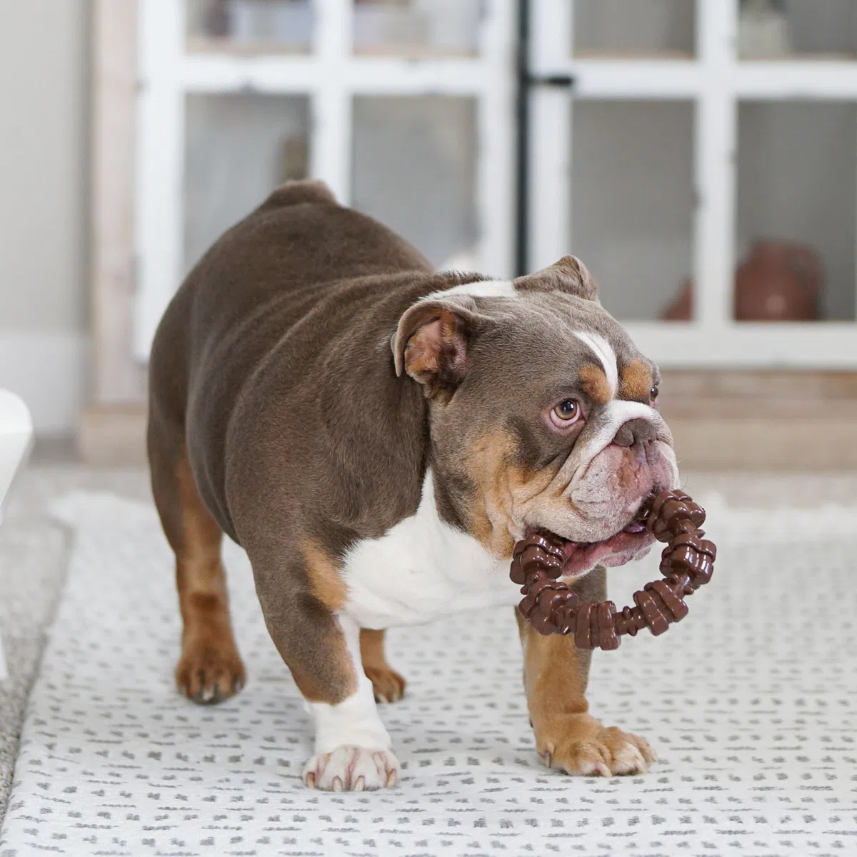 Nylabone Power Chew - Paquete de Juguetes para Perros Favoritos de los Clientes, Juguetes indestructibles para masticadores agresivos, 3 Formas y sabores, Mezcla de sabores, Grande/Gigante (3
