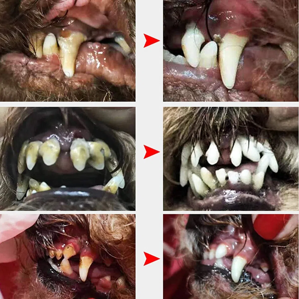 Cepillo De Dientes EléCtrico para Mascotas Limpiador De Sarro Pulidor EléCtrico De Dientes para Mascotas Limpiador De Manchas De Placa Cachorro Cuidado Dental Kit De Limpieza para Perros Gatos