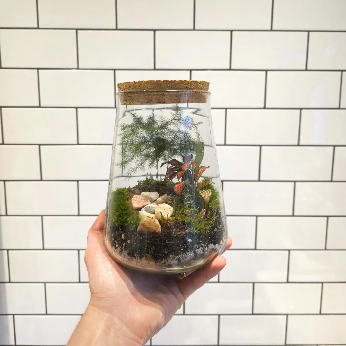 Kit de terrario cerrado con tarro de vidrio de 1,8 L, juego completo de terrario con tapa de corcho, musgo, LECA, tierra y piedras decorativas