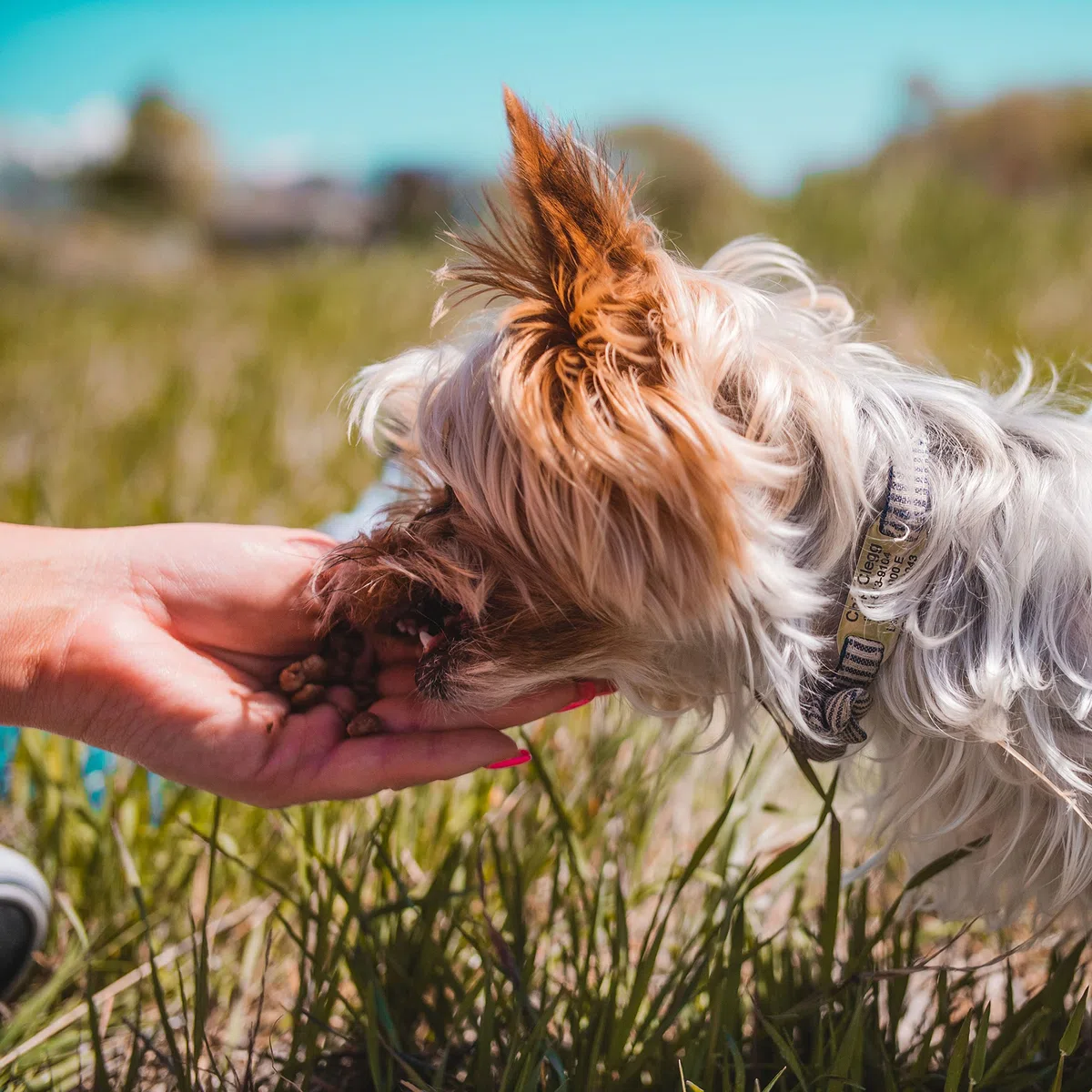 Pupford Premios De Entrenamiento Liofilizados para Perros Y Cachorros, con Más De 900 Ingredientes Limitados (Paquete De Carne)