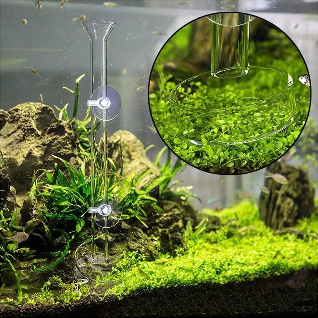 Tubo de alimentación de camarones de cristal transparente para acuario de 30 cm con ventosas, cuenco de alimentación, bandeja cuadrada
