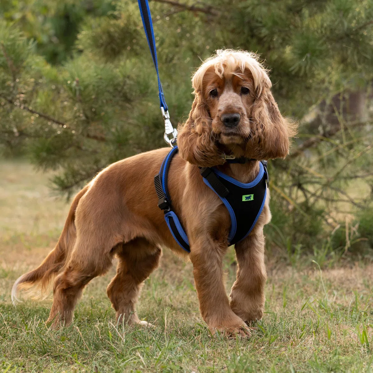 Ferplast Arnés para Perros medianos ERGOCOMFORT, Ajustable, cómodo, Acolchado, de fácil colocación y extracción, Talla M, máximo 30 kg. Azul.