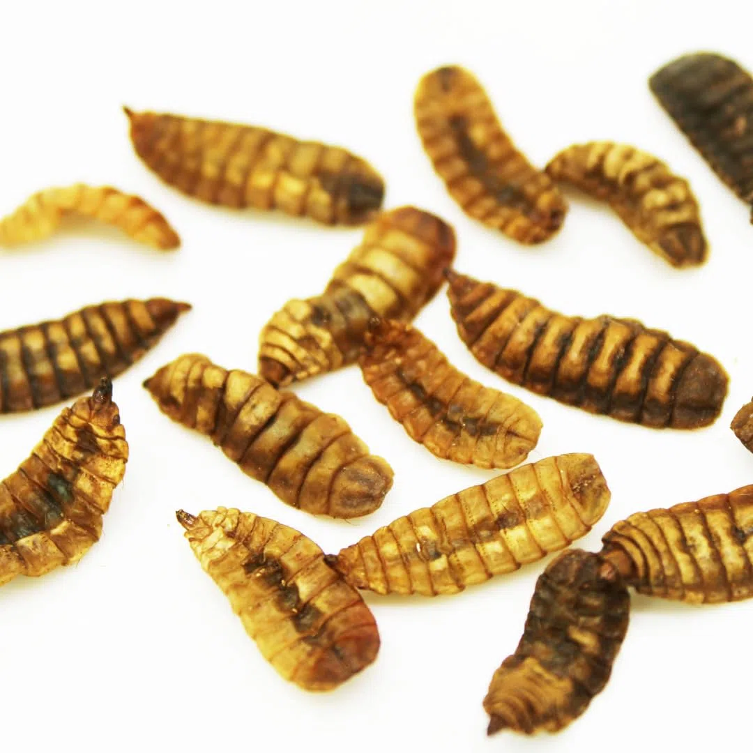 Hermetia Dried - Alimento Natural de Insectos para Peces, Aves, Reptiles, Tortugas, erizos, Pollos, Peces de Estanque (5kg)