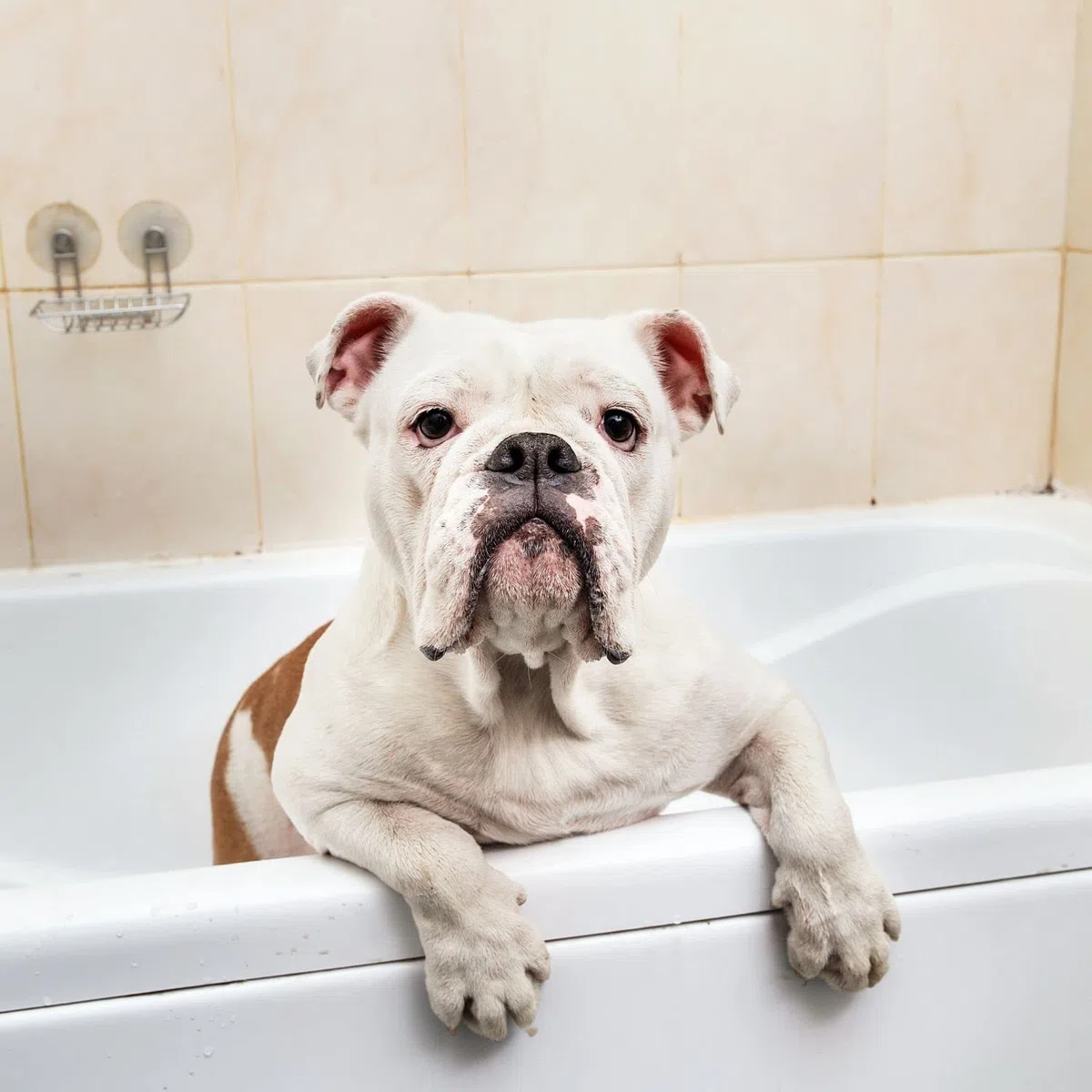 Champú Cristal Clean - para Mascotas con Pelo Blanco - 1 L - Ayuda a Eliminar el Color Amarillento - Champú para Fortalecer y Aportar Brillo - Sencillo de Aplicar - IV San Bernard