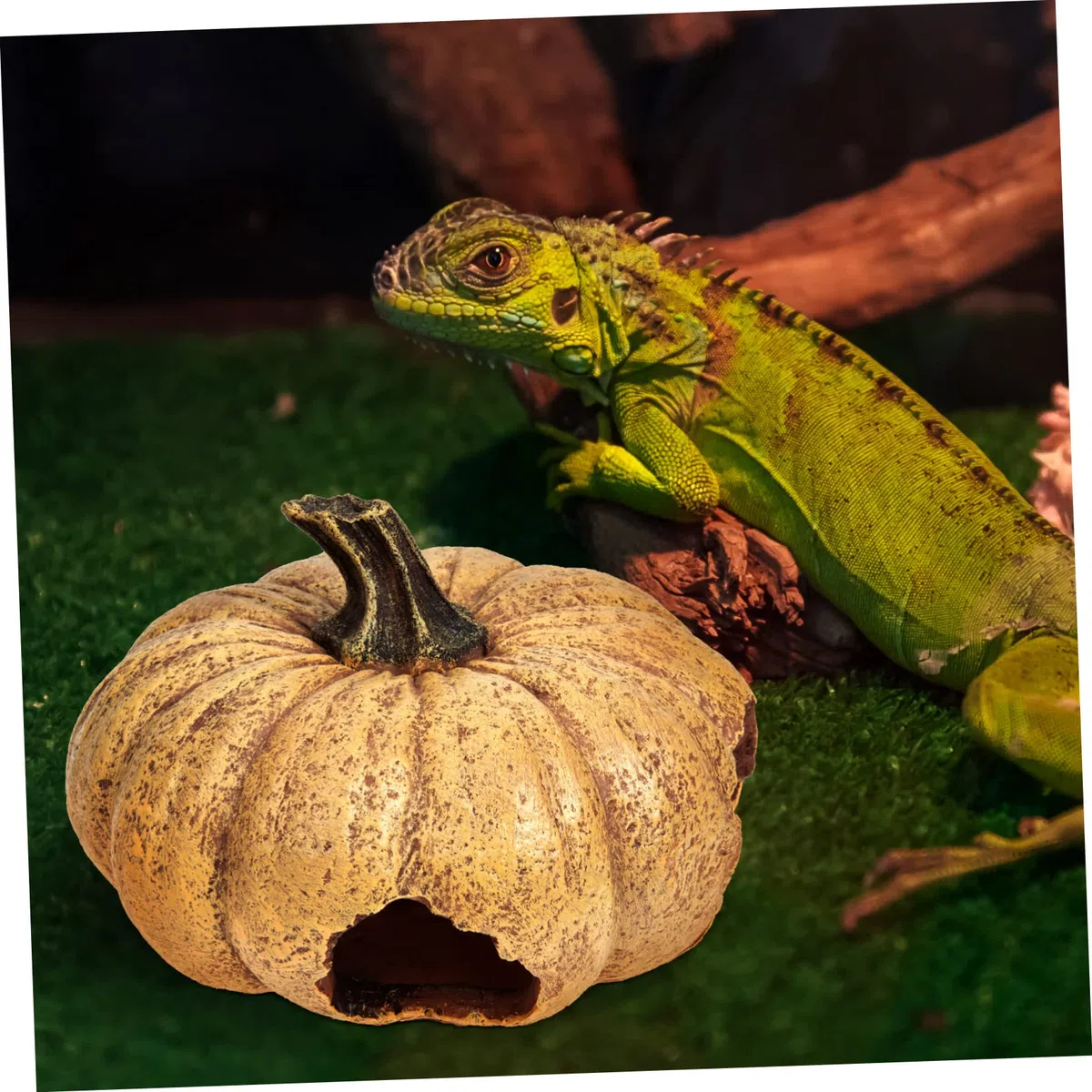 Angoily Terrario Decorativo De Calabaza para Reptiles Escondite Natural para Terrarios y Acuarios Accesorio Lifelike para y Pequeños Animales