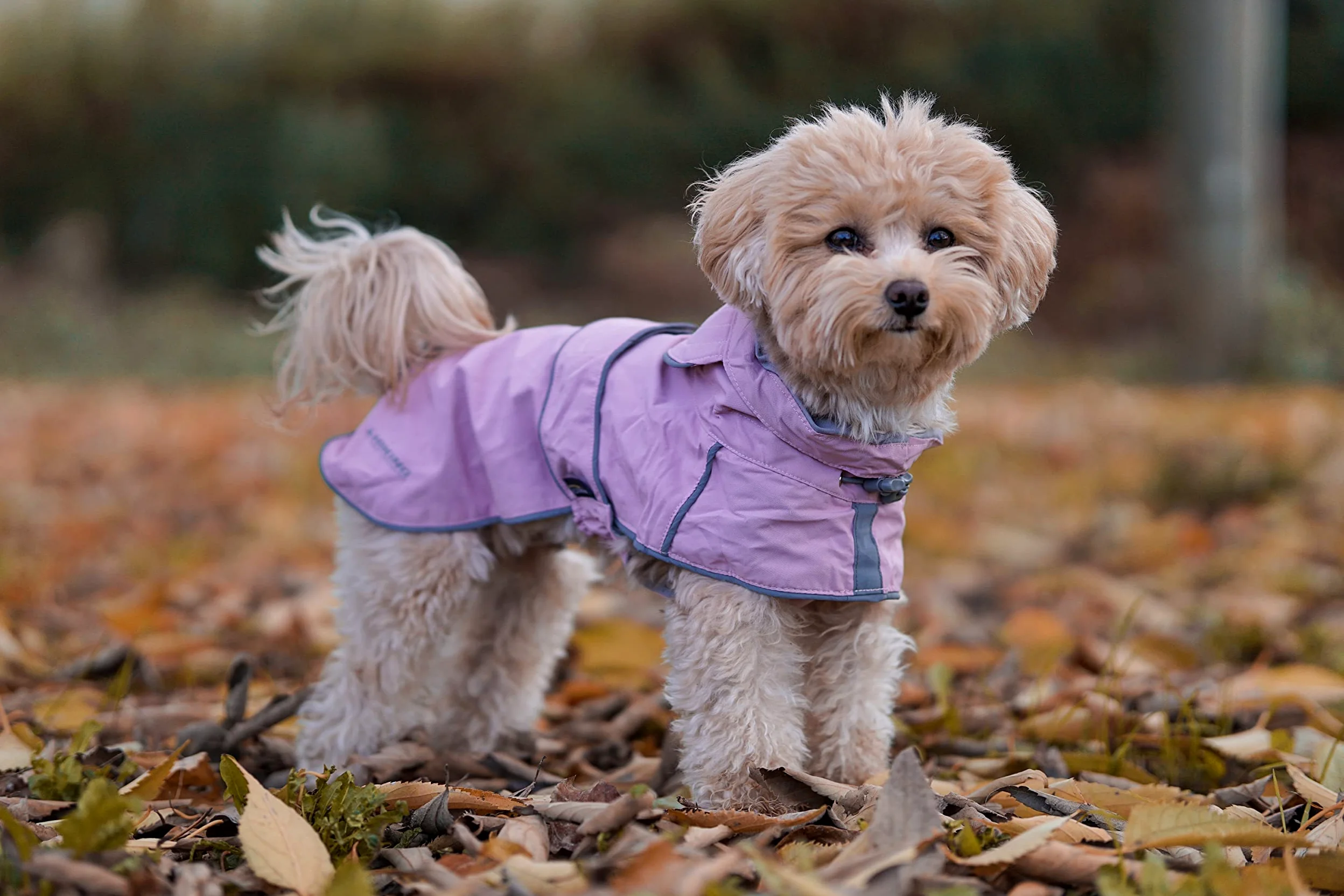 Croci Hiking City Impermeable Ajustable para Perros, Chaqueta Transpirable, Reflectante y Cortaviento para Perros Grandes y Pequeños, Azul, Talla L, 65cm