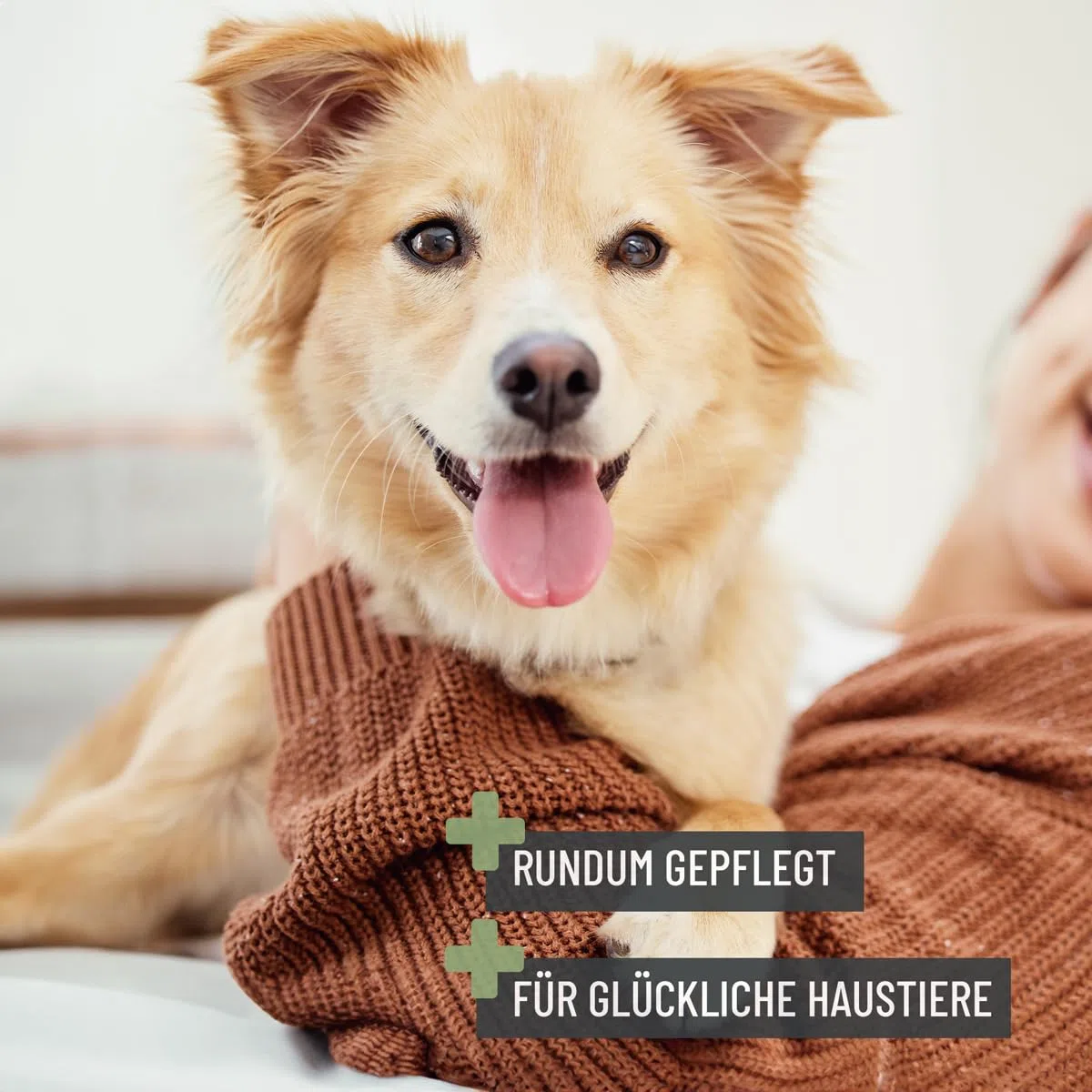 ReaVET Juego de 6 cepillos profesionales para perros y gatos, cepillo para perros y gatos, cepillo para perros y gatos, cepillo para fieltrado, cepillo para debajo del pelo, peine para pulgas, tijeras
