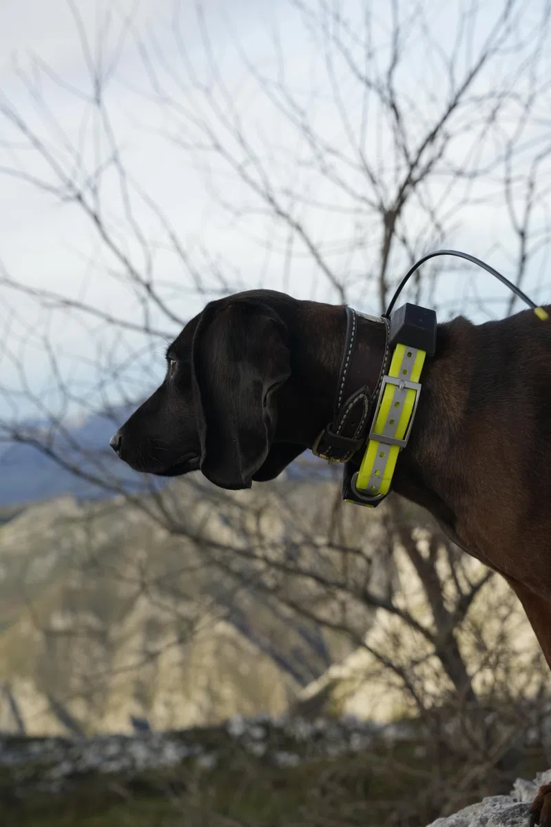 IOCUS Polaris con Collar Dok, Rastreador GPS para Perros de Caza, Alcance 20 km, 4G y Radio, IPX7, Batería 3500 mAh, 55 Horas de Uso Continuo, Baliza LED, Valla Virtual, Escucha en Vivo