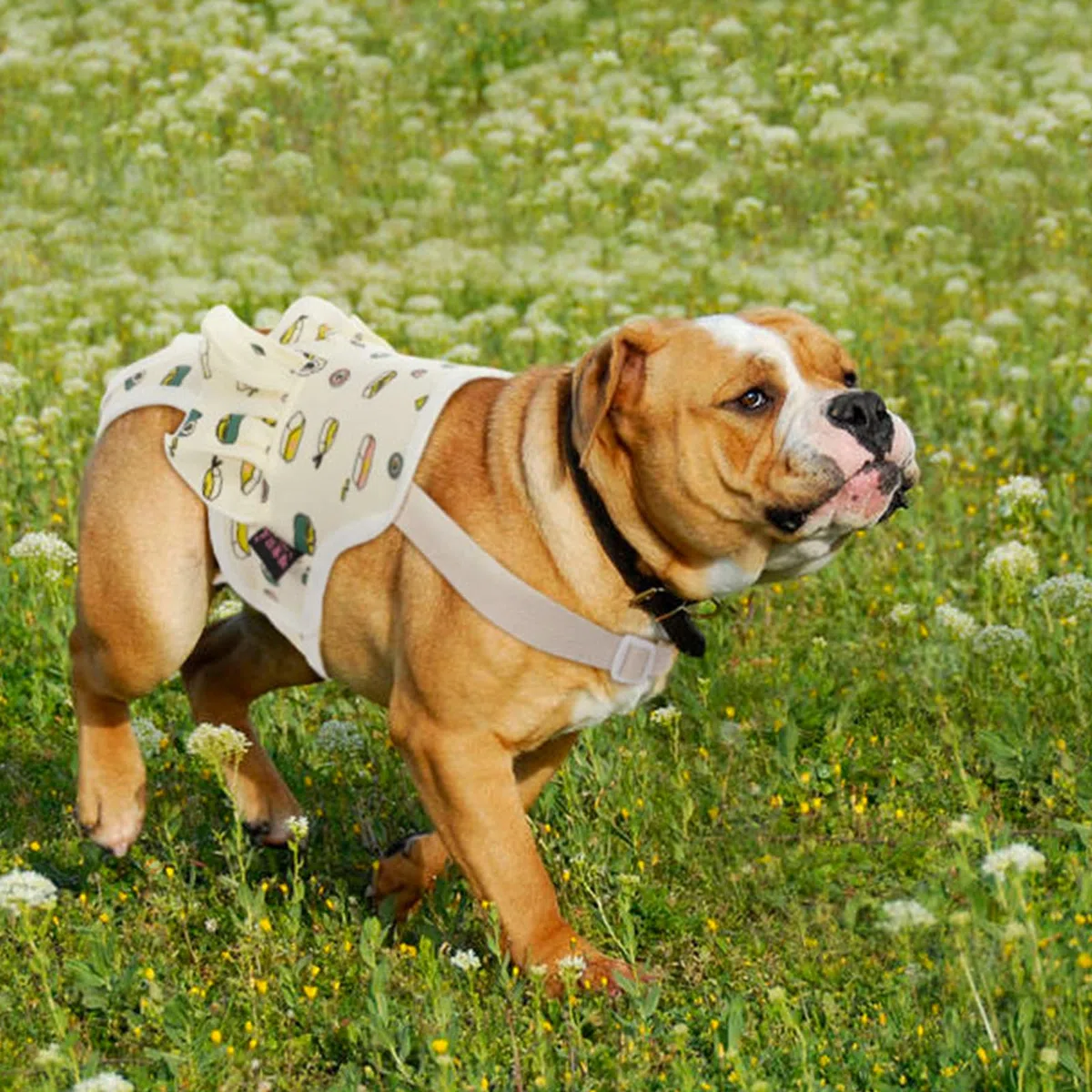 QBLEEV Pañales sanitarios lavables para perros femeninos con tirantes ajustables, pañales reutilizables para perros machos en celo, bragas de algodón para cachorros, ropa interior para perros, bulldog