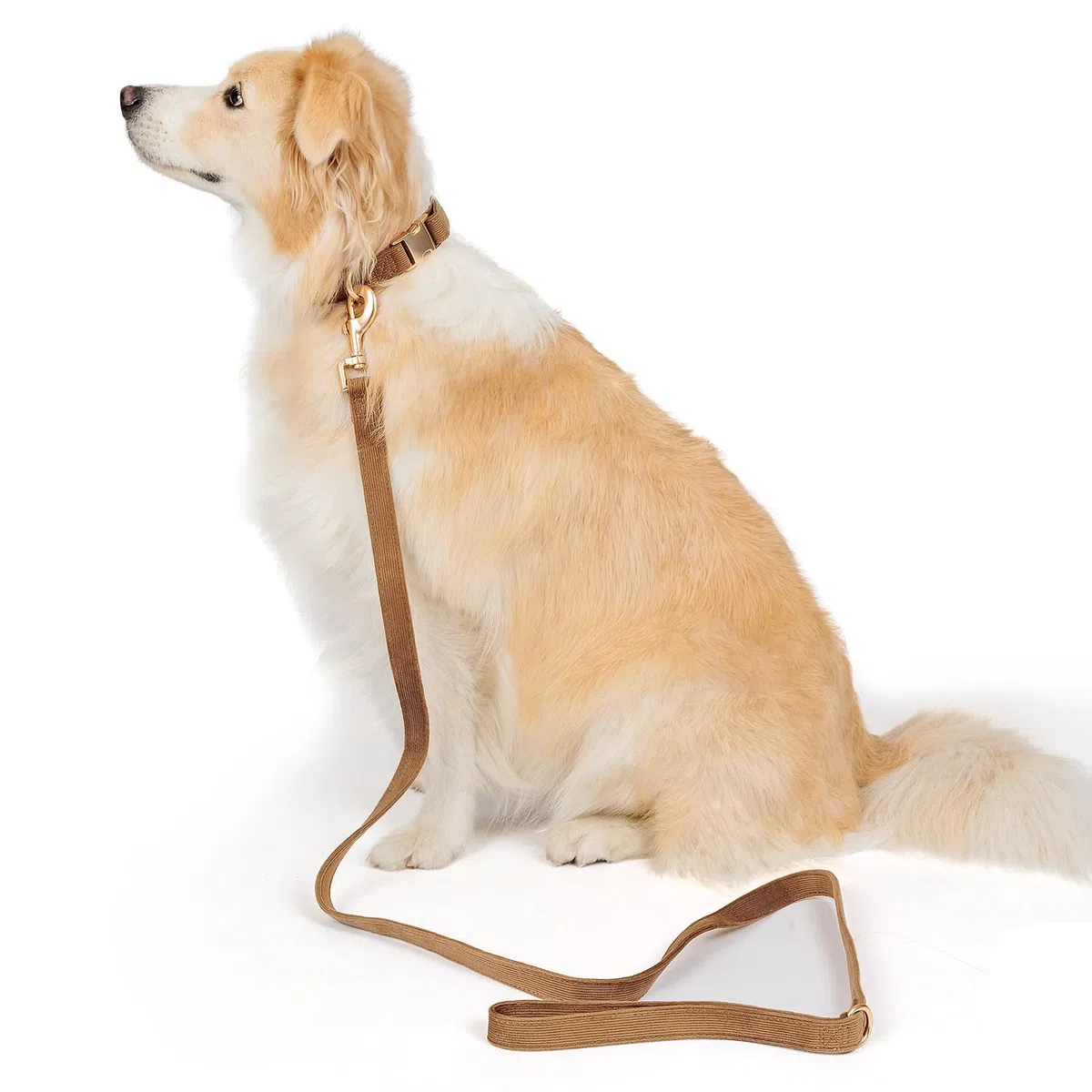 Correa de pana de algodón suave con cierre de metal dorado para perros pequeños, medianos y grandes, Correas para Perros, Correas Perros, café Brwon, collar a juego se vende por separado