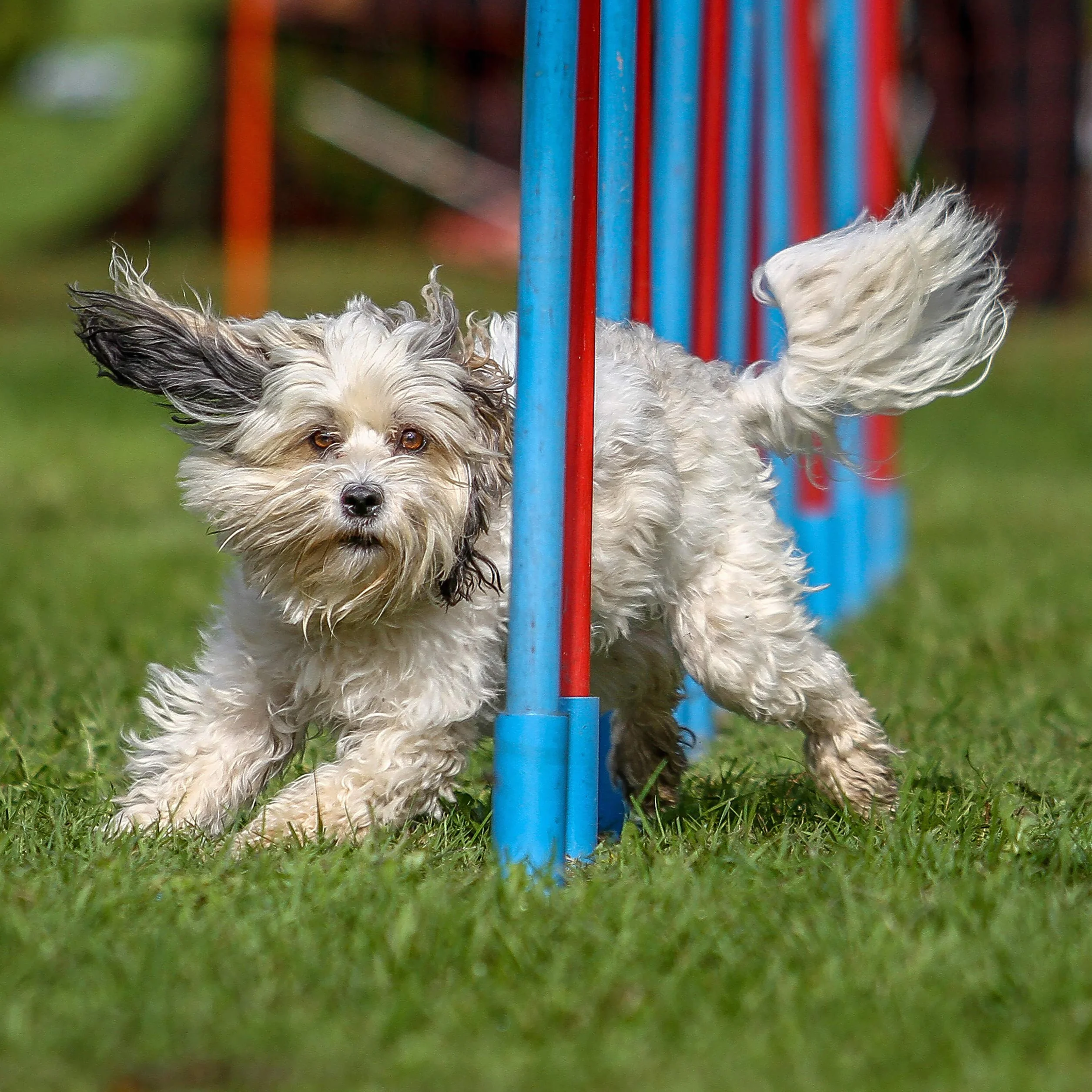 Relaxdays Balancín Perro, Dog Agility, Entrenamiento, Mascotas Grandes y Pequeñas, 1 Ud., 54 x 180 x 30 cm, Multicolor