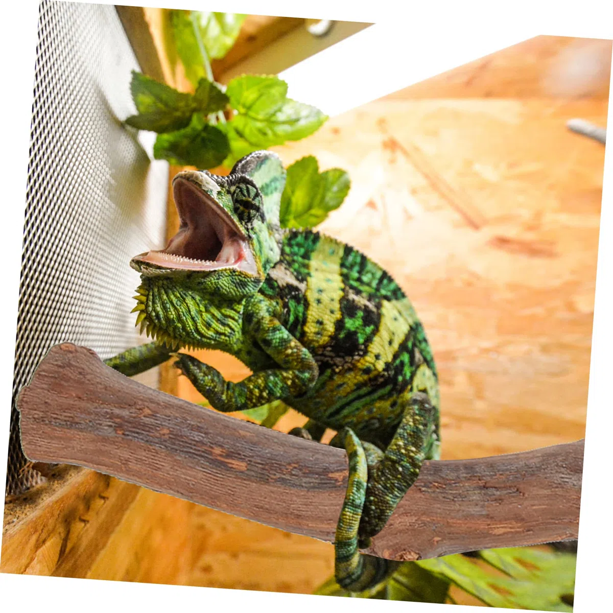 Yardwe 4 Piezas de Mascotas Lagarto Enredaderas para terrario de Reptiles decoración del terrario de Reptiles árbol Decoración para terrarios Accesorios para Reptiles de Madera