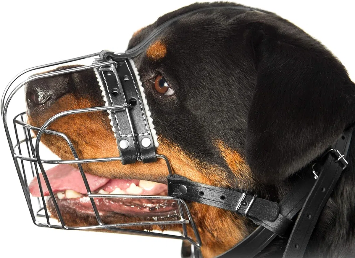 Bozales de Metal para Perro Rottweiler (№2) - Cesta de Alambre Correas de Cuero Ajustables de Cuero - La Circunferencia del hocico es de 26-36,8 cm de Longitud es de 6,8-8,9 cm