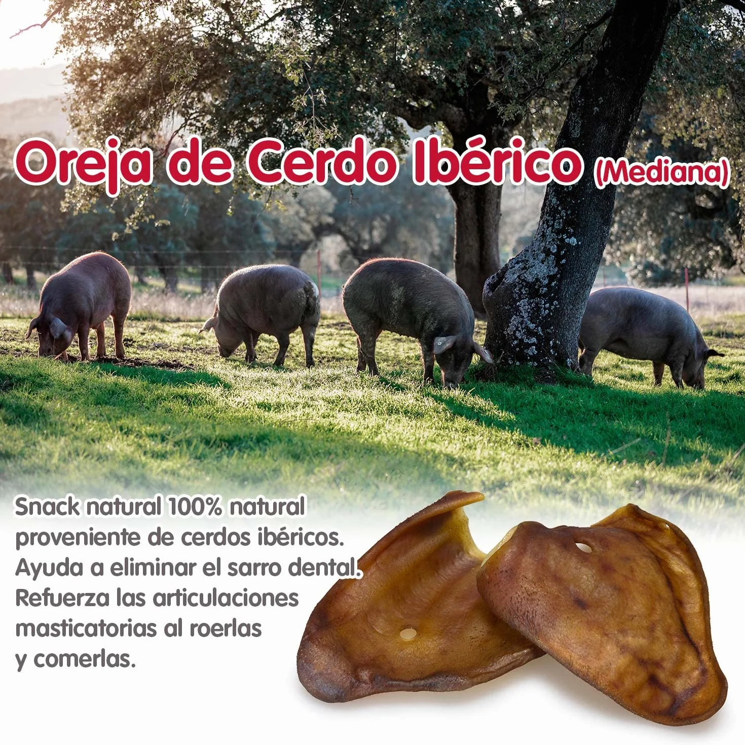 ARQUIVET - Oreja de Cerdo ibérico Extra Grande - (Bolsa 30 Unidades) - Natural Snacks para Perros
