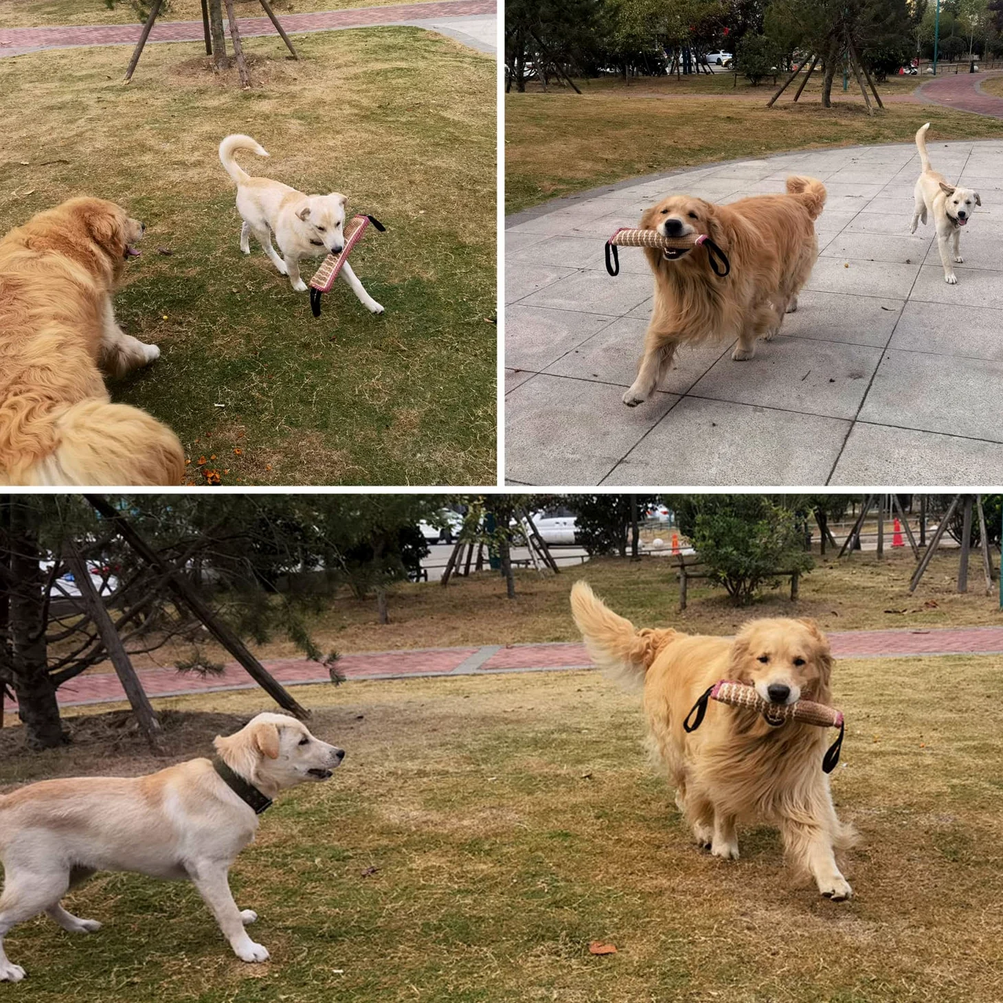 Manga de Mordida para Perros Mordedor Perro Salchicha Mordida Perros Funda de Brazo de Protección para Mordedura Perro Entrenamiento Mordedura de Perros Mediano Grande