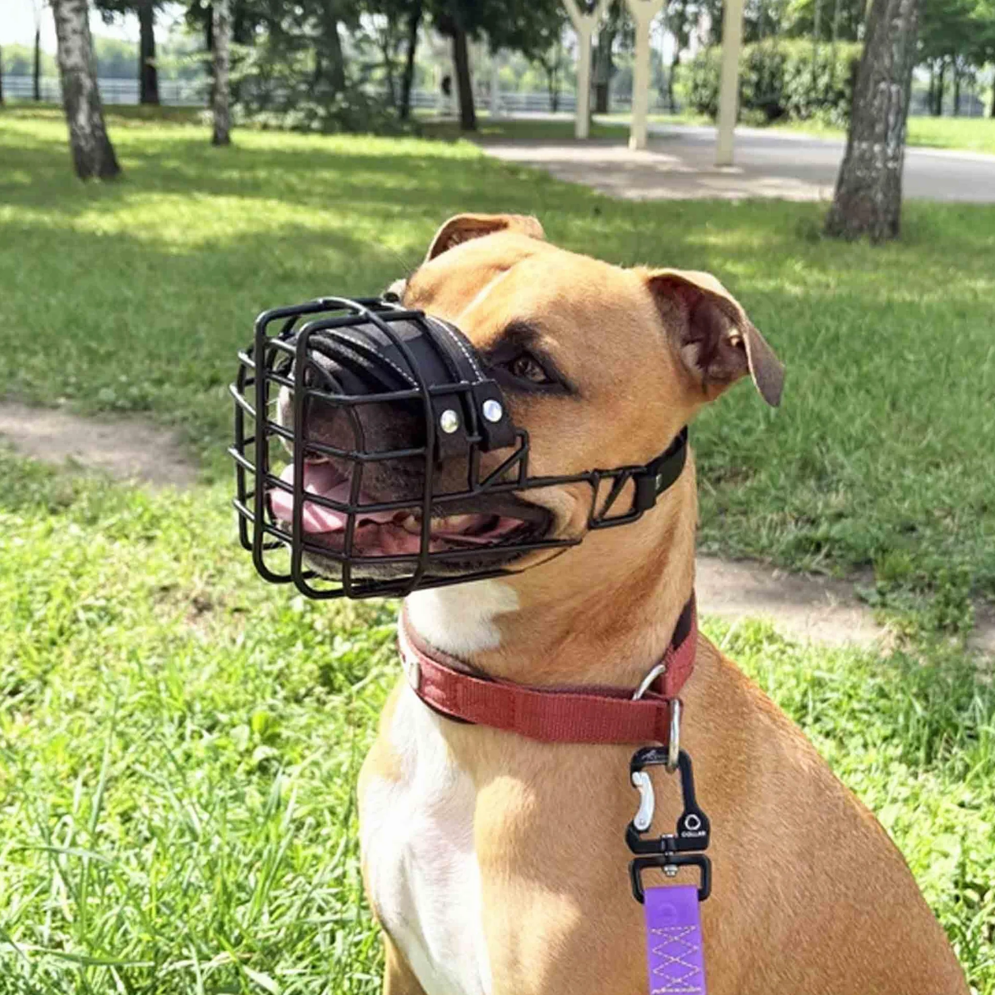 Bozal de Metal para Perro #37 para Amstaff y Pit Bull - Cesta de Alambre recubierta de plástico para Calavera Ancha - Correas de Cuero Transpirables y Ajustables